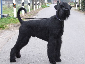 Fin von den Bachquellen